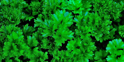 acheter des graines de fleurs potagères polonaises en vrac